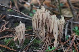 Attēlu rezultāti vaicājumam “Clavulinopsis cinerioides”