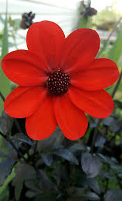 Image result for Dahlia x pinnata `Redskin`