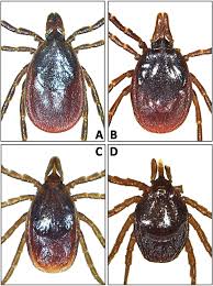 Attēlu rezultāti vaicājumam “Ixodes male”