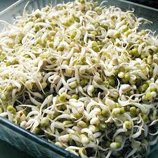 Image result for bean sprout