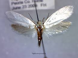 Attēlu rezultāti vaicājumam “Incurvariidae”