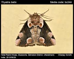 Attēlu rezultāti vaicājumam “Thyatira batis imago”