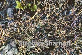 Attēlu rezultāti vaicājumam “Cetraria islandica”