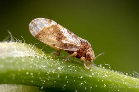 Attēlu rezultāti vaicājumam “Sternorrhyncha”