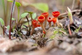 Attēlu rezultāti vaicājumam “Microstoma protracta”