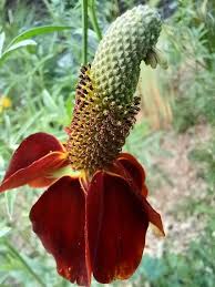 Image result for Ratibida columnifera