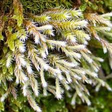 Attēlu rezultāti vaicājumam “Homomallium incurvatum sporophyte”