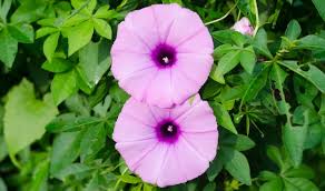 Image result for rosa aquatica