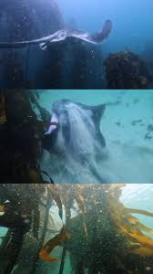 Image result for Bathytoshia brevicaudata