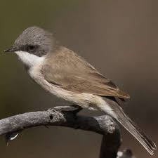 Attēlu rezultāti vaicājumam “Sylvia curruca adult”