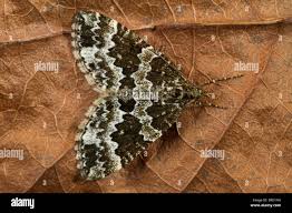 Attēlu rezultāti vaicājumam “Electrophaes corylata”