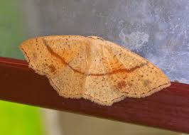 Attēlu rezultāti vaicājumam “Cyclophora punctaria”