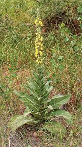 Image result for Verbascum densiflorum