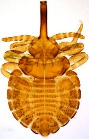 Attēlu rezultāti vaicājumam “Phthiraptera”