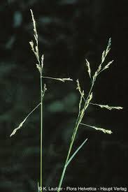 Attēlu rezultāti vaicājumam “Puccinellia distans”