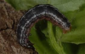 Attēlu rezultāti vaicājumam “Hydriomena furcata”