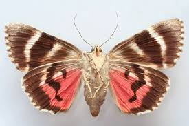 Attēlu rezultāti vaicājumam “Catocala sponsa”