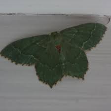 Attēlu rezultāti vaicājumam “Hemithea aestivaria”