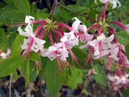 Attēlu rezultāti vaicājumam “Rhododendron periclymenoides flower”