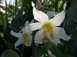 Attēlu rezultāti vaicājumam “Erythronium sibiricum flower”