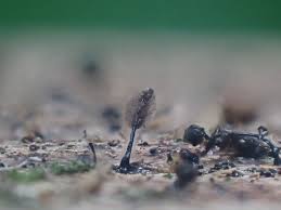 Attēlu rezultāti vaicājumam “Comatricha ellae macro”