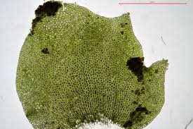 Attēlu rezultāti vaicājumam “Tritomaria”