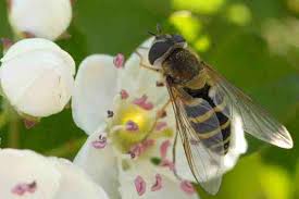 Attēlu rezultāti vaicājumam “Eupeodes nielseni”