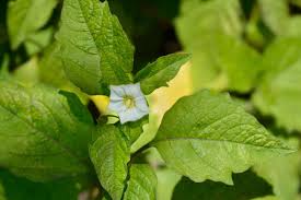 Attēlu rezultāti vaicājumam “Physalis alkekengi flower”