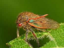 Attēlu rezultāti vaicājumam “Membracidae”