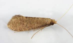 Attēlu rezultāti vaicājumam “Nematopogon sp.”