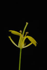 Attēlu rezultāti vaicājumam “Sisymbrium loeselii flower”