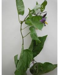 Attēlu rezultāti vaicājumam “Solanum dulcamara leaf”