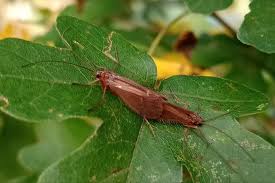 Attēlu rezultāti vaicājumam “Chaetopteryx villosa”