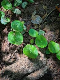 Attēlu rezultāti vaicājumam “Hydrocotyle vulgaris leaf”
