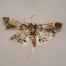 Attēlu rezultāti vaicājumam “Pyralis farinalis”