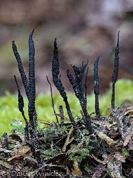 Attēlu rezultāti vaicājumam “Xylaria”