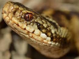 Attēlu rezultāti vaicājumam “Vipera berus adult”