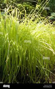 Attēlu rezultāti vaicājumam “Carex elata”