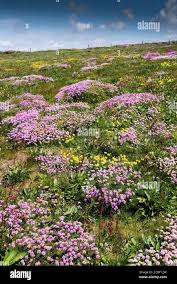 Attēlu rezultāti vaicājumam “Anthyllis maritima leaf”