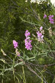 Attēlu rezultāti vaicājumam “Lathyrus sylvestris flower”