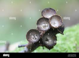 Attēlu rezultāti vaicājumam “Cyathus striatus”