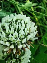 Attēlu rezultāti vaicājumam “Trifolium repens flower”