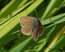 Attēlu rezultāti vaicājumam “Eumedonia eumedon”