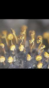 Attēlu rezultāti vaicājumam “Physarum pezizoideum macro”