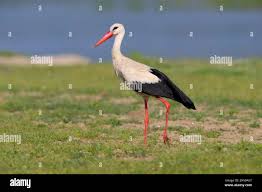 Attēlu rezultāti vaicājumam “Ciconia ciconia adult”