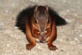 Attēlu rezultāti vaicājumam “Sciurus vulgaris”