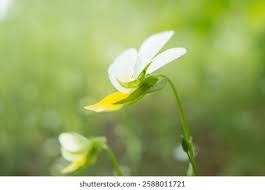 Attēlu rezultāti vaicājumam “Viola tricolor subsp. matutina flower”