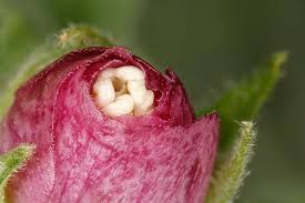 Attēlu rezultāti vaicājumam “Malva moschata bud”
