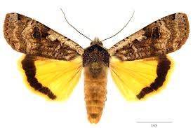 Attēlu rezultāti vaicājumam “Noctua pronuba”