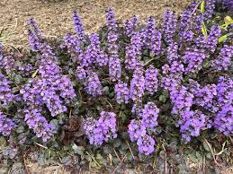 Image result for Ajuga reptans